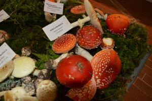 Kljub slabi gobarski sezoni lepa bera gob na razstavi 2